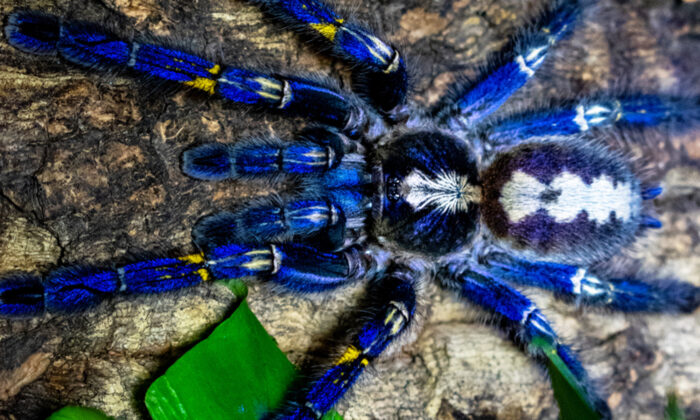 Blue-Peacock-Tarantula-i-700x420